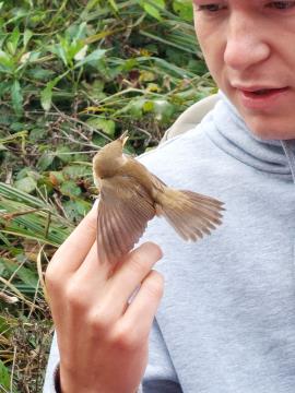 Obrockanje Zdravci 9